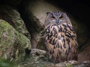 Stones, owl, eagle-owl