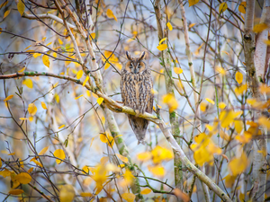 Twigs, birch-tree, owl, eagle-owl, Bird