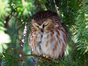 trees, the sleeping, owl