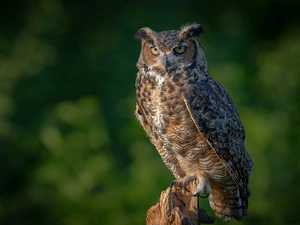 trunk, owl, eagle-owl