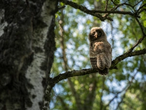 owl, trees, twig, Tawny owl great gray owl