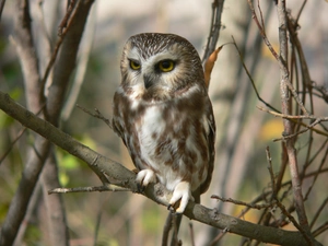 owl, Twigs