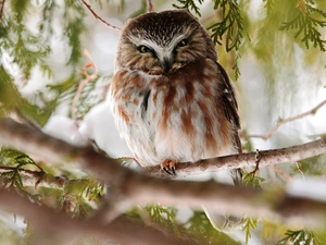 Twigs, owl, eagle-owl
