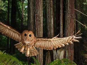 owl, wings