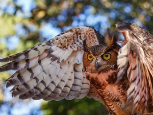 owl, wings