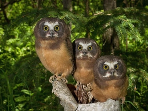 Three, Tengmalm, forest, Owls