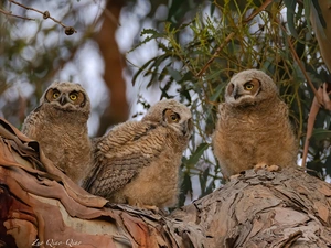 young, Three, trees, cork, Great Horned Owl, Owls