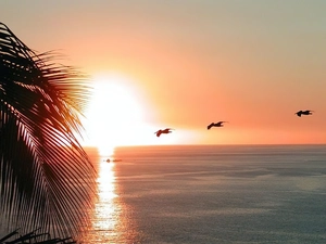sun, Palm, sea, west, pelicans