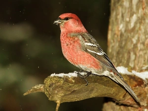 pangolin Ordinary, trunk