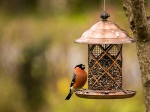 trees, Bird, Sunflower, Park, Bird, Gil