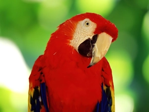 parrot