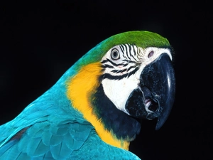 parrot
