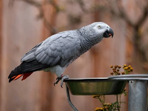 bowl, parrot, African Grey Parrot