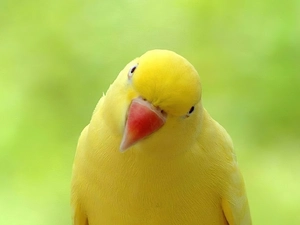 Aleksandretta, Yellow Honda, parrot