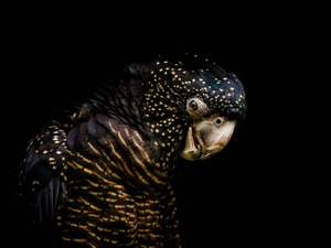 black, Black-and-Red Cockatoos, Calyptorhynchus banksii, parrot