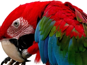 parrot, ara