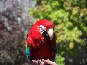 parrot, ara