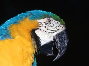 parrot, ara
