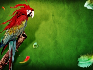 parrot, ara