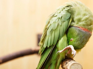 parrot, Green, bent