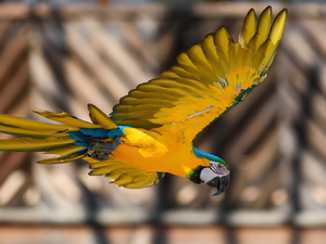 wings, flight, blue-and-yellow macaw, spread, parrot