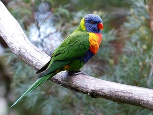 parrot, branch