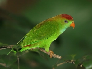 parrot, branch