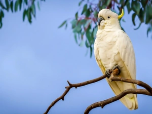 parrot, cockatoo
