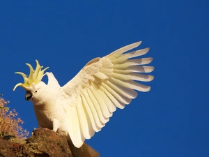 parrot, cockatoo