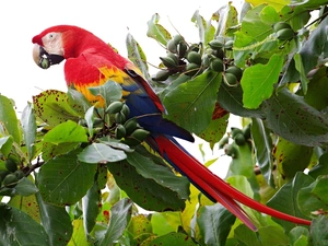 Coloured, ara, trees, parrot