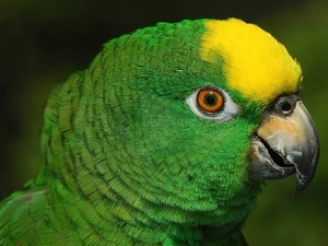 green, parrot, conures, Yellow Honda