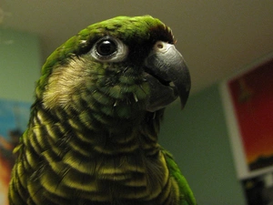 Green, Head, conures, parrot