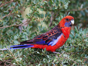 parrot, Rosella Kings