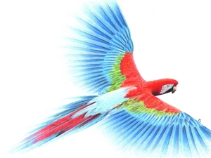 parrot, Malwina, Kozak