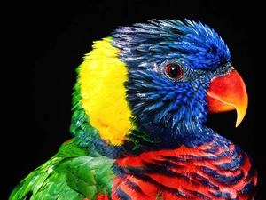 parrot, Rainbow Lorikeet