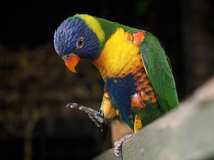 Mountain Rainbow Lorikeet, parrot