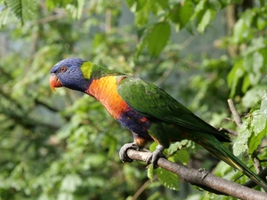 Lod on the beach, branch pics, parrot, Mountain Rainbow Lorikeet, Bird