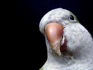 parrot, nose