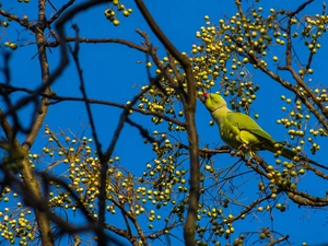 Rose-ringed Parakeet, Bird, Twigs, Fruits, trees, parrot