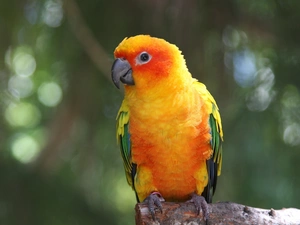 twig, Coloured, little parrot