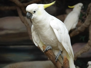 White, an, branch, parrot