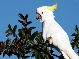 White, cockatoo, trees, parrot