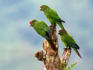 Three, Parrots, Aleksandretta, green ones