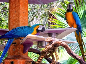 Parrots, Ary