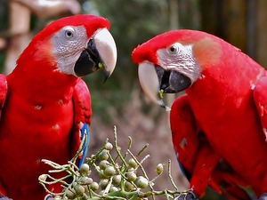 Parrots, Ary