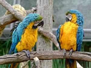 Two, Parrots, Ary, Blue-Yellow