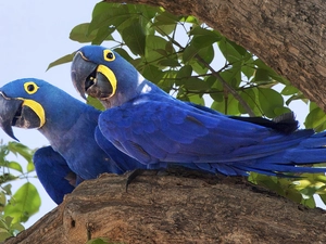 Blue, trees, wings, Parrots