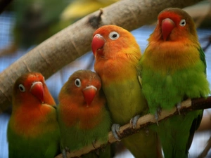 four, Parrots, branch pics, color