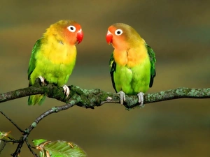 Two, Parrots, branch, little doggies