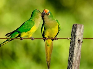 Two, Parrots, Conures, green ones